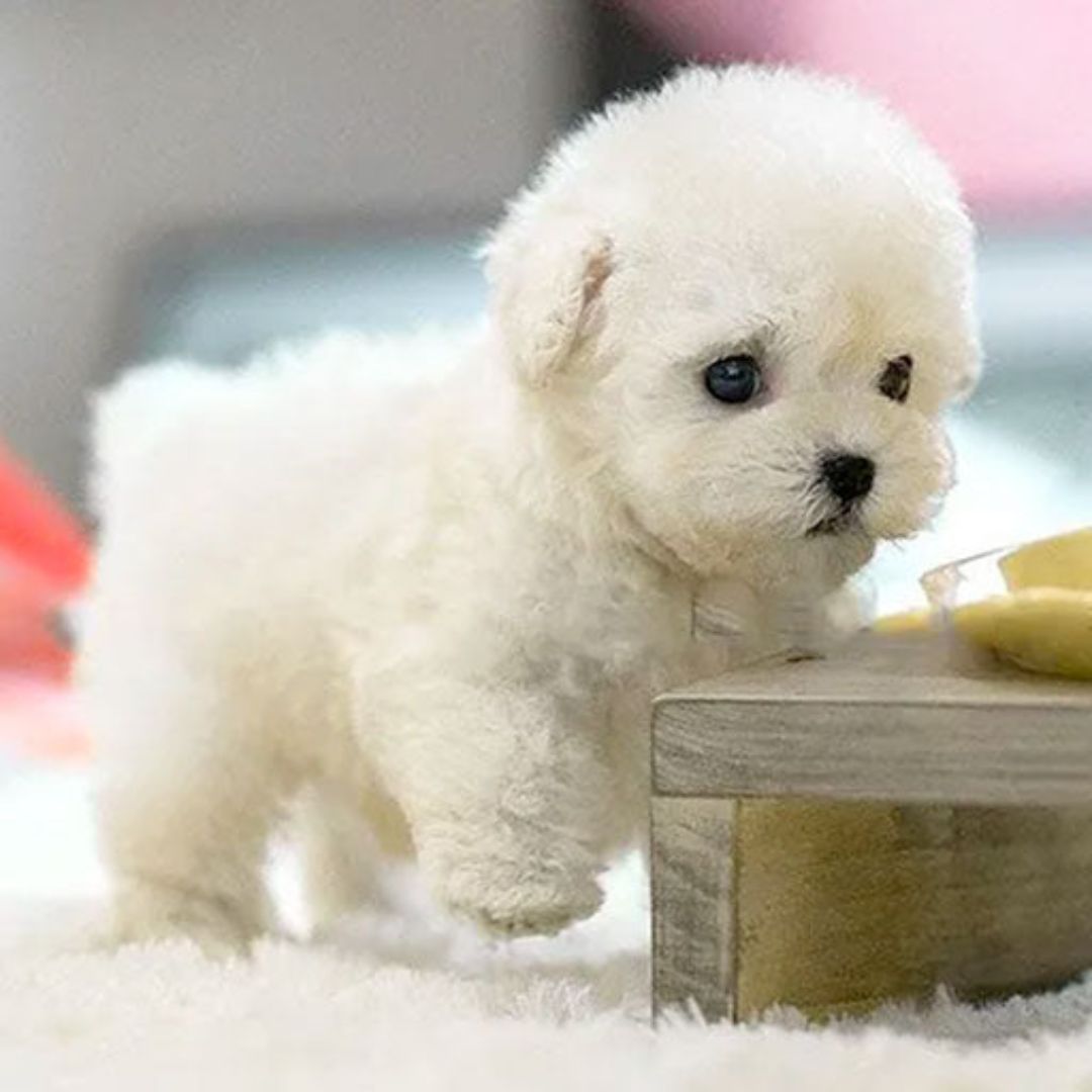 Interactive Puppy Toy with Lifelike Movement