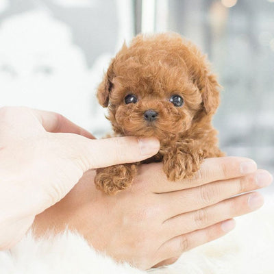 Interactive Puppy Toy with Lifelike Movement